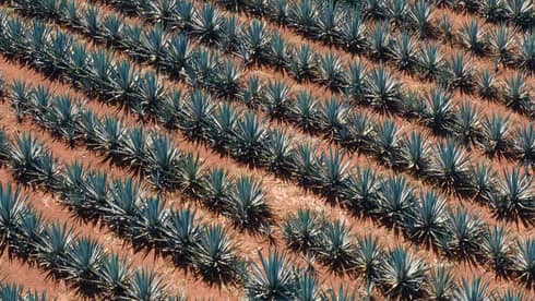 Plants in a row on red-brown earth.