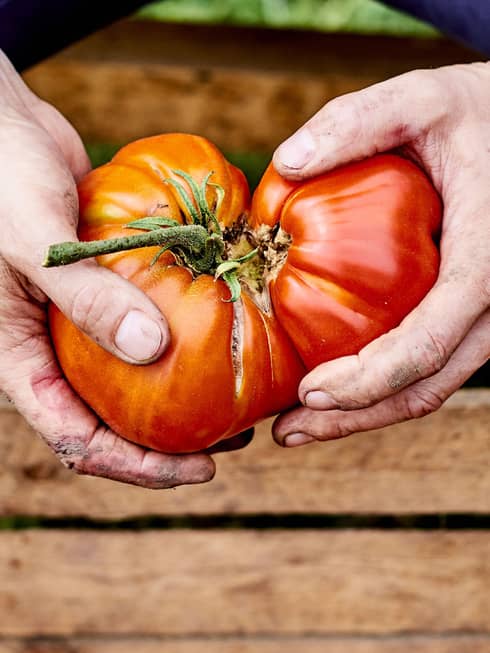 close up of hands holding two large red tomatoes over a wooden crate of tomatoes