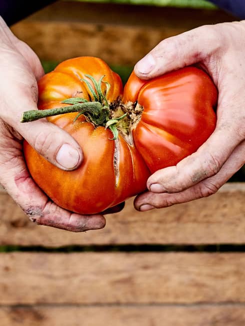 close up of hands holding two large red tomatoes over a wooden crate of tomatoes
