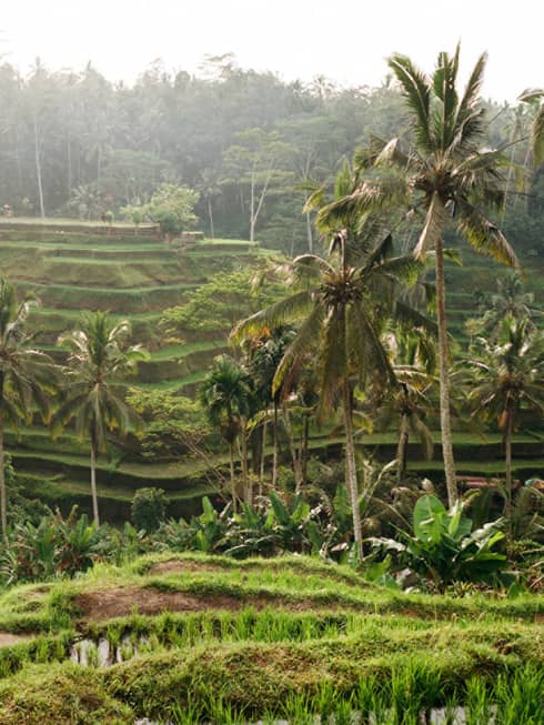 Side view of a guest strolling along a grass-lined trail, palm trees and tiered rice terraces rising in the lush distance.
