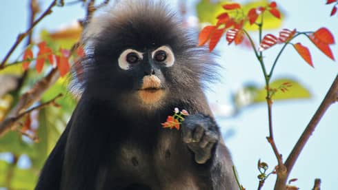 Close-up of dusty leaf monkey with wide eyes, frizzy hair around face