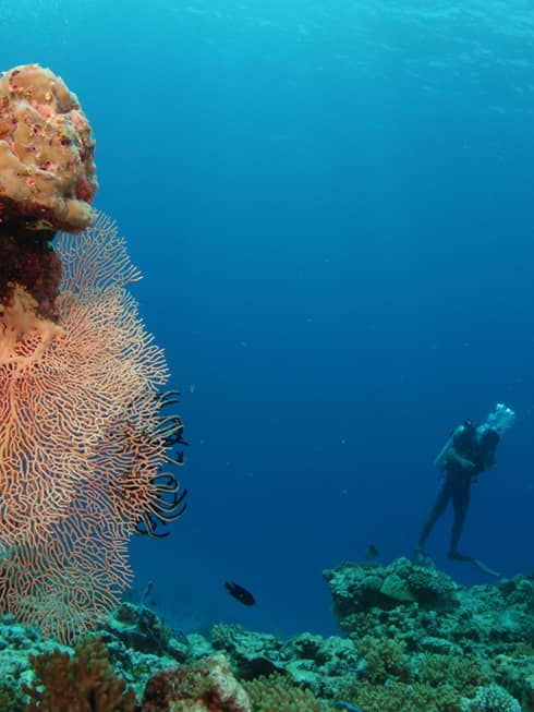 Two scuba divers underwater near colourful coral