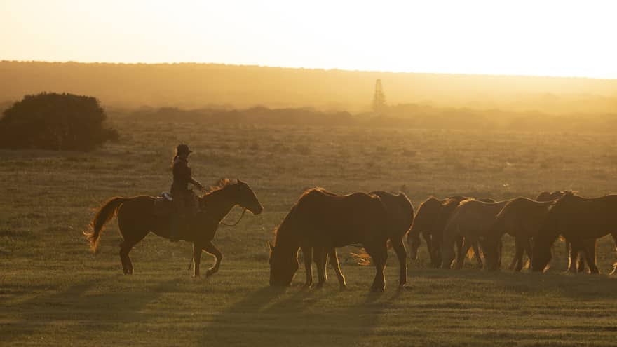 Woman rides a horse near other horses in the glow of sunset