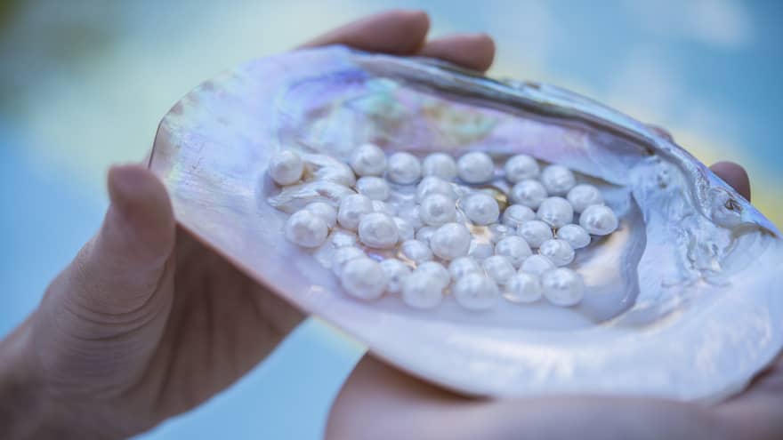 Hands holding an open oyster shell filled with pearls