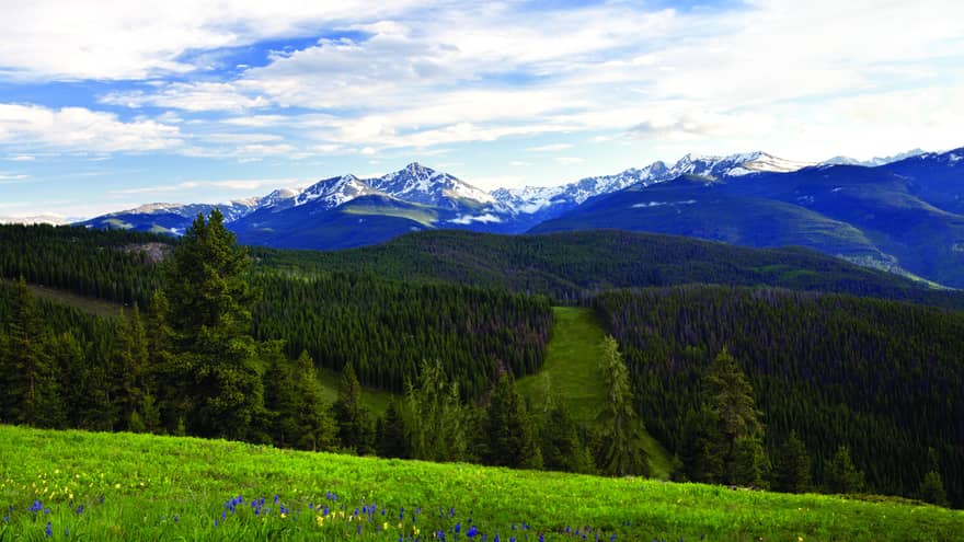 View of the mountains and forest with purple and yellow flowers.
