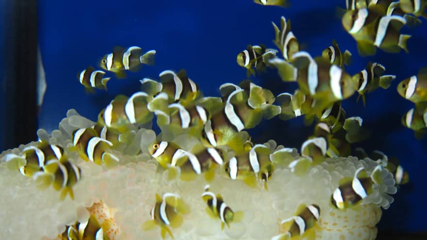 Yellow tropical fish over eggs in tank in lab