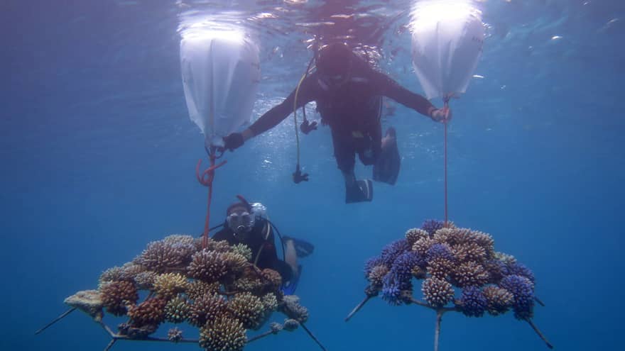 This image depicts two scuba divers in the waters near Four Seasons Resort Maldives at Kuda Huraa, transporting pieces of coral embedded onto coral frames. This image connects to ESG and preserving biodiversity at Four Seasons.