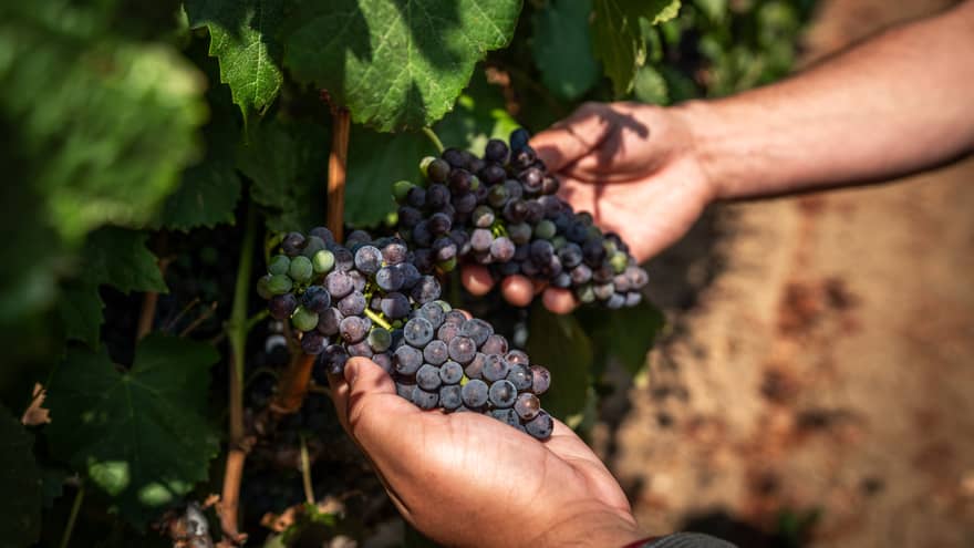 Close up of hands holding a bunch of grapes on the vine