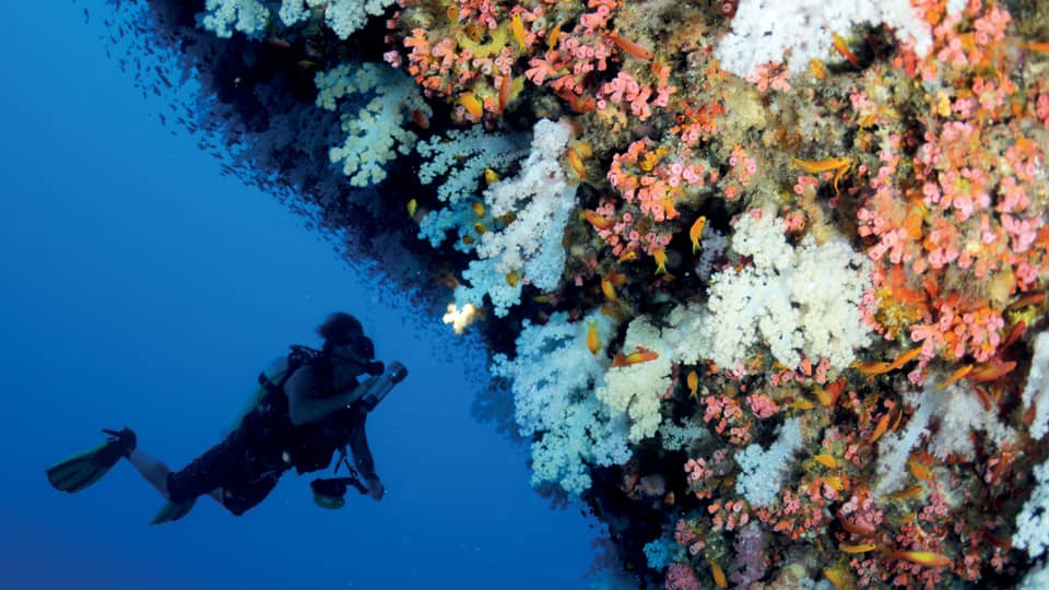 Scuba diver swims underwater next to colourful coral reef