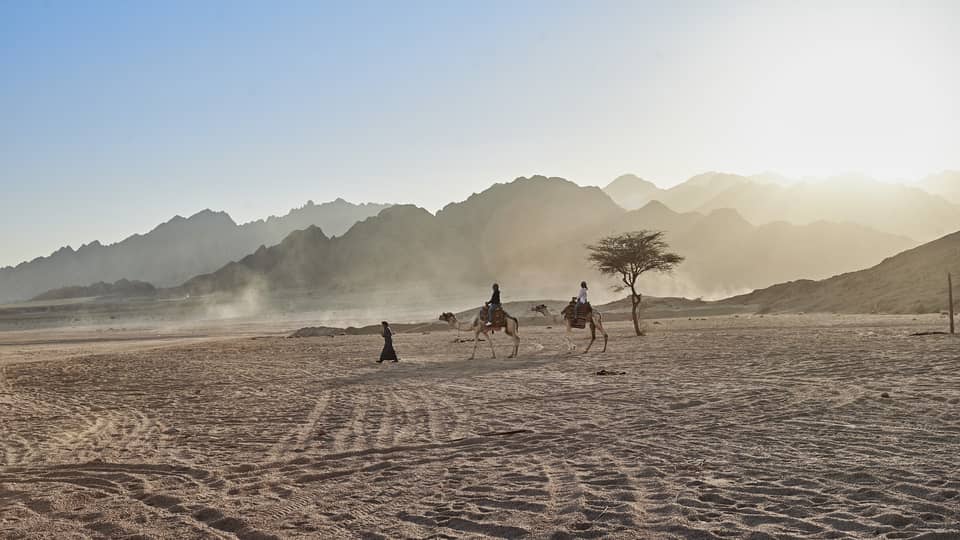 People riding a camel in the desert near resort