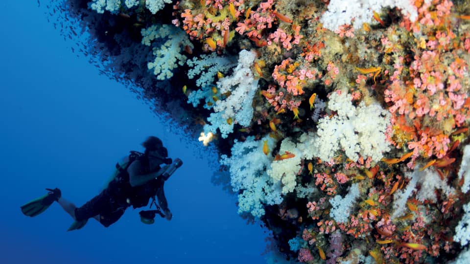 Scuba diver swims underwater next to colourful coral reef