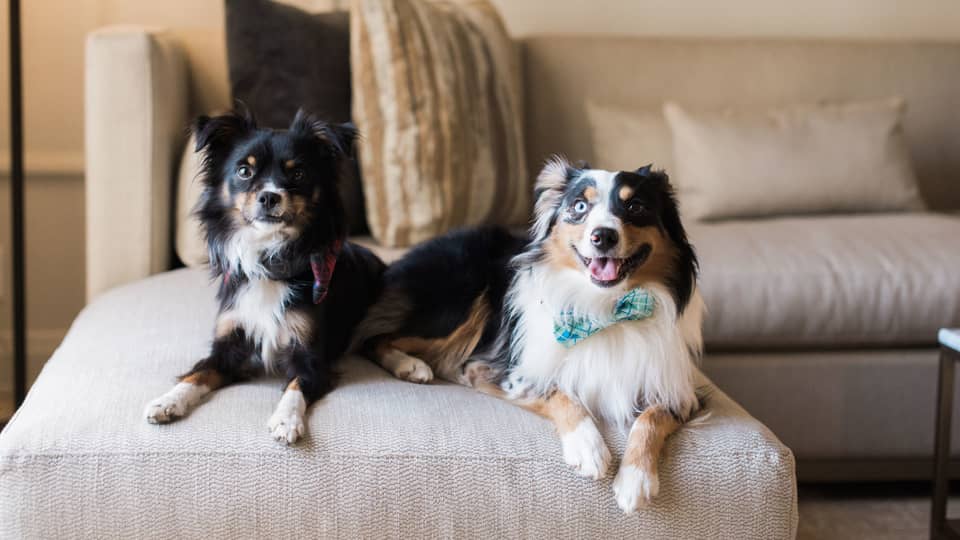Two dogs laying on a sofa.