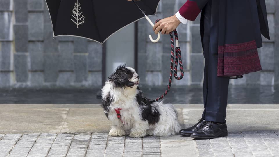 Doorman at Four Seasons Hotel Bengaluru holds a black Four Seasons umbrella over a small black and white dog