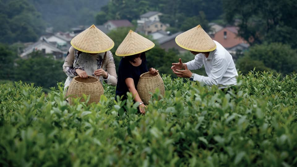 Three individuals wearing woven sun hats working in the fields of a tea plantation