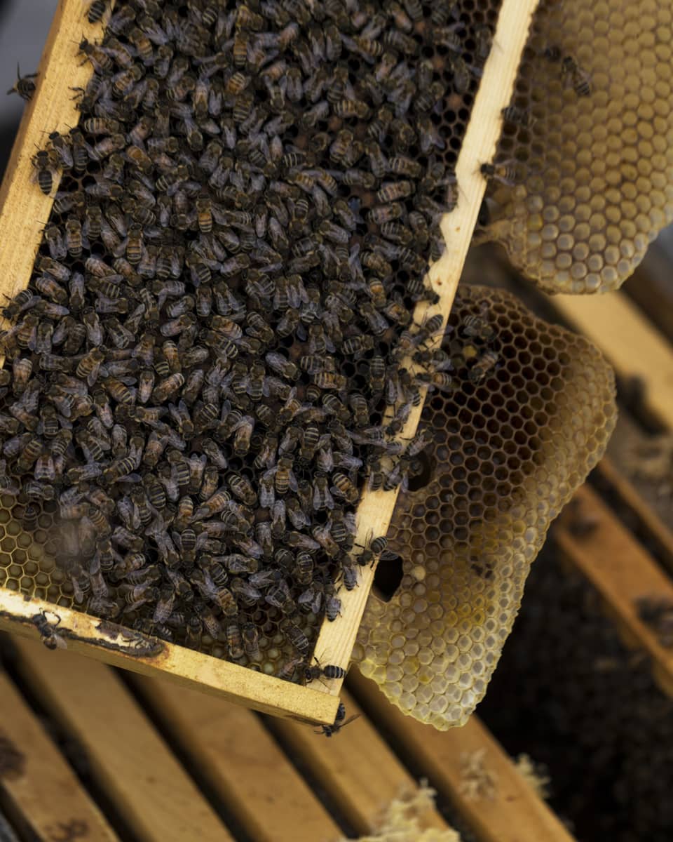 A cluster of honey bees on a honey comb built into a wooden frame that was taken out of a hive box by a gloved beekeeper.