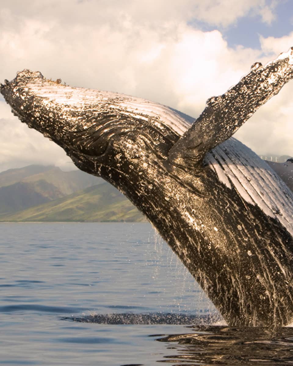 A humpback whale jumping out of the water