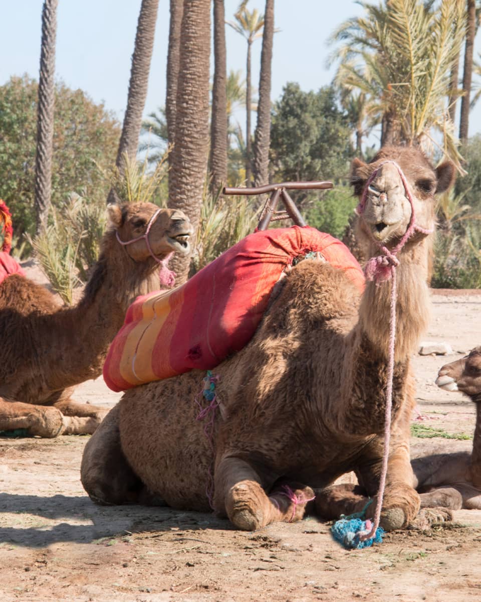 Camels lay on sand under palm trees