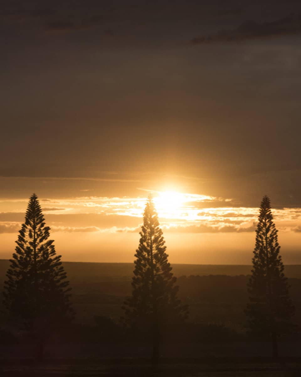 A sunrise or sunset behind trees.